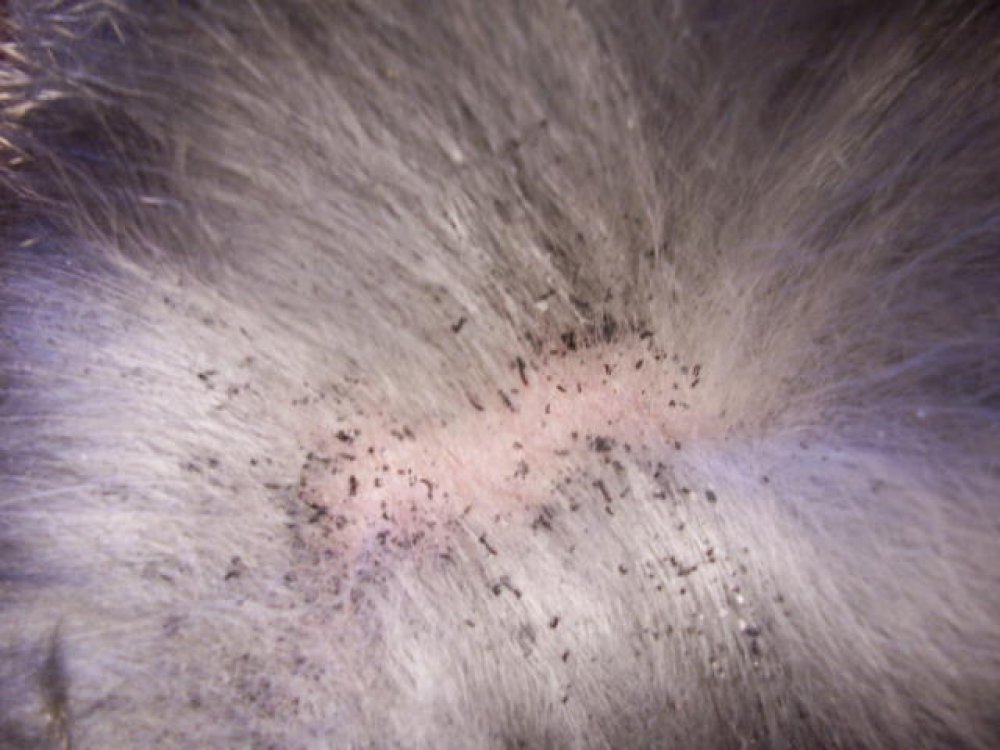 Fleas on a dog Fountain Inn Animal Clinic